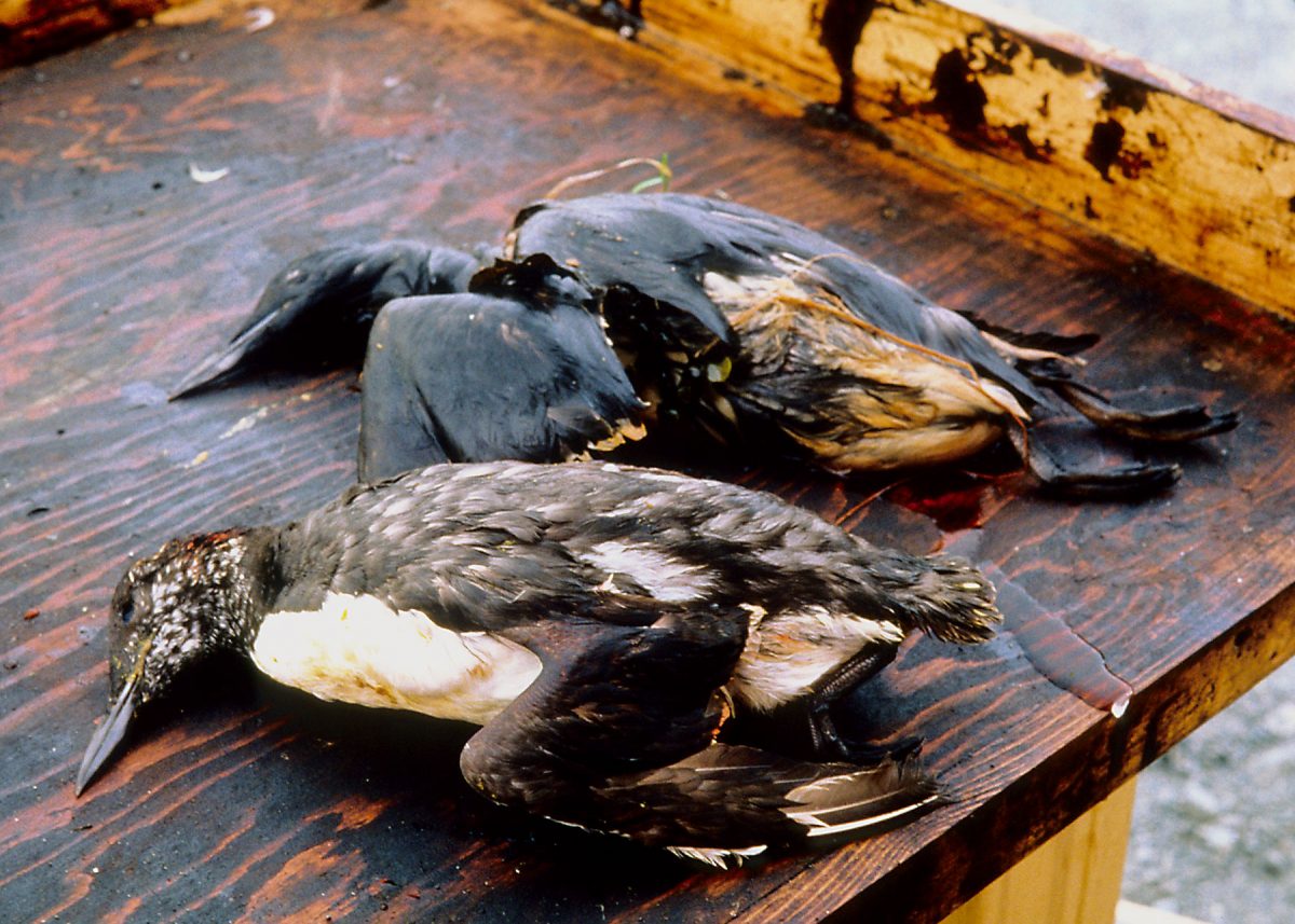 VIDEO: Lessons learned from Exxon Valdez oil spill