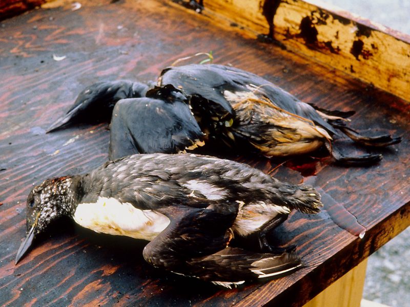 VIDEO: Lessons learned from Exxon Valdez oil spill