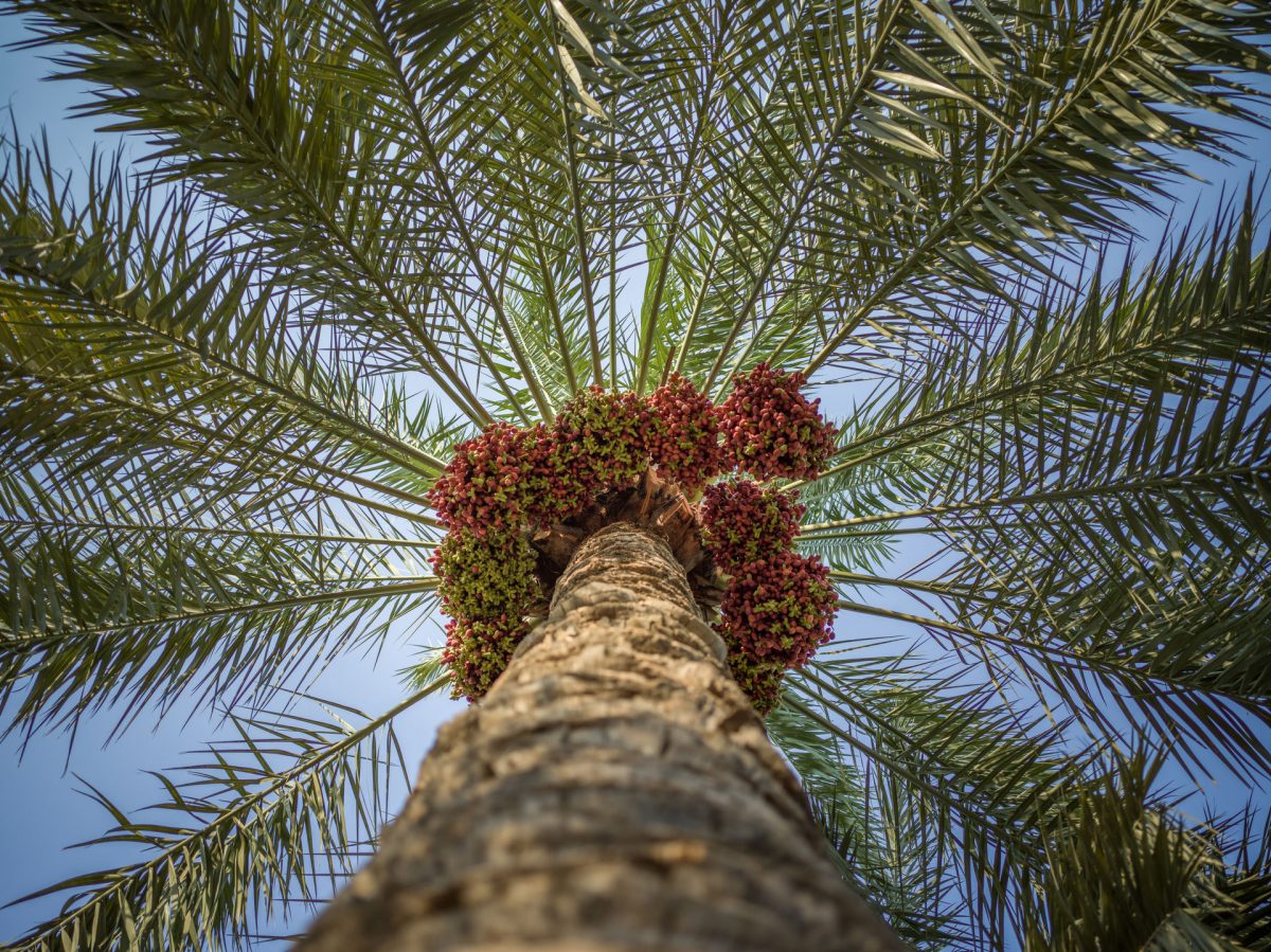 How Saudi Aramco discovered date-palm seeds could prevent lost circulation