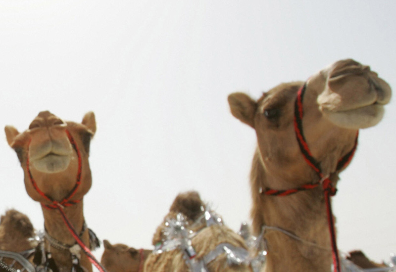 Aramco sued for death of 'beauty queen' camel