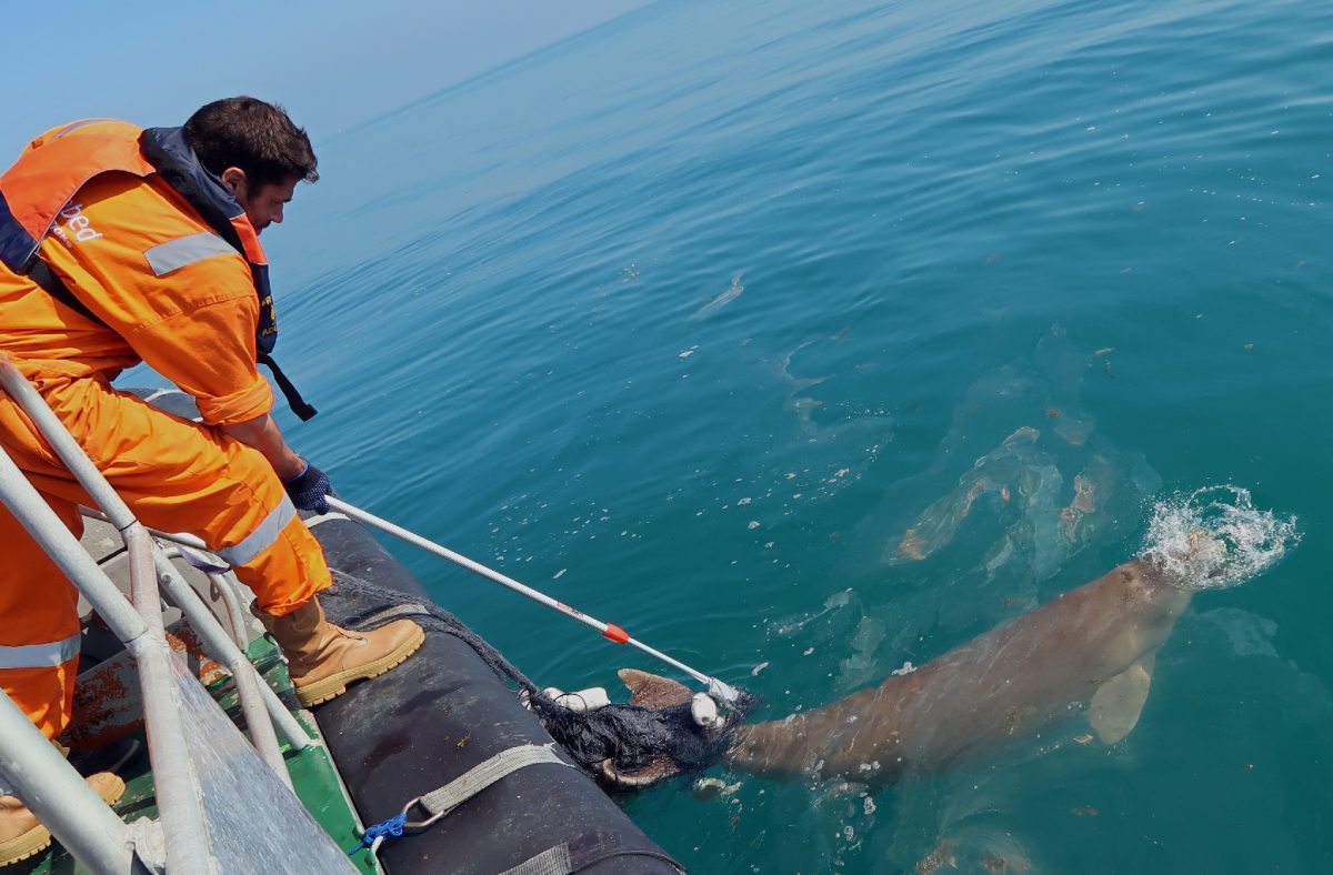 Adnoc, SBGS rescue rare dugong from fishing net