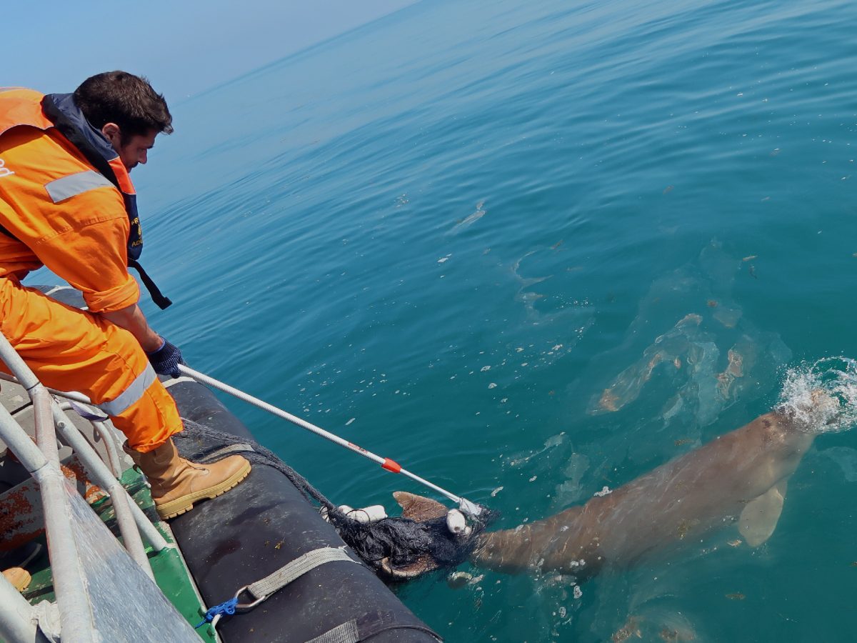 Adnoc, SBGS rescue rare dugong from fishing net